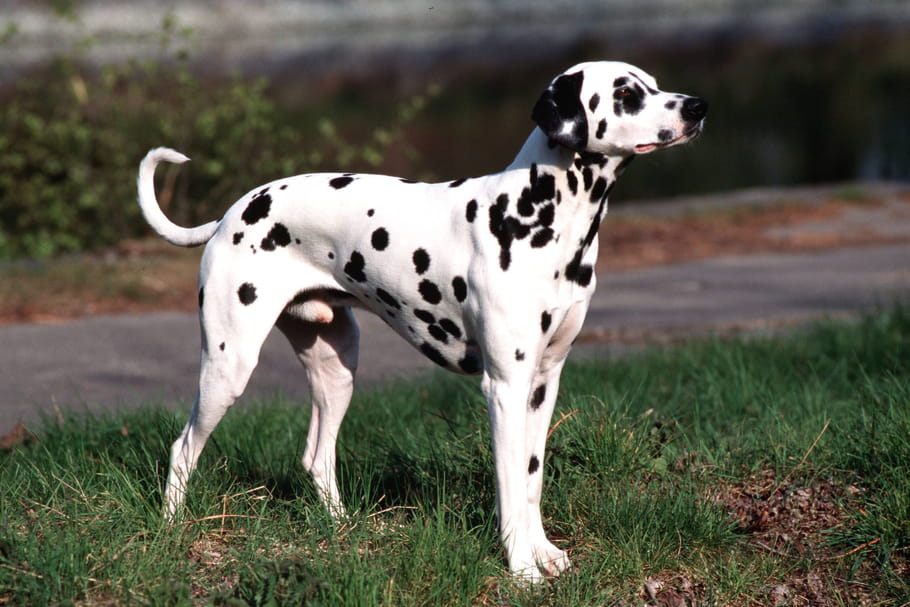 La chienne Bella, candidate dalmatienne de la SPA aux Municipales