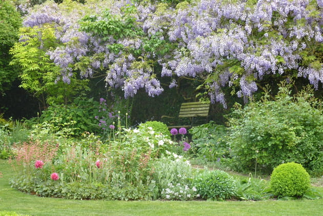 Halte sous la glycine