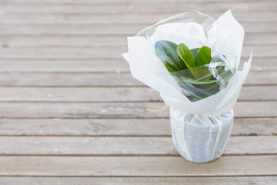 6 sites pour se faire livrer des plantes