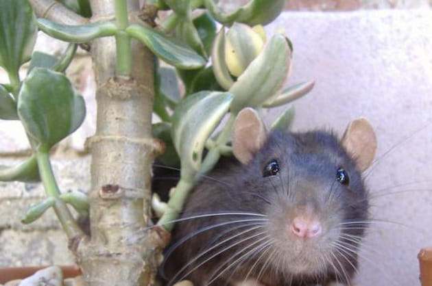 Le sosie de Ratatouille