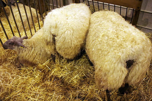 Mais où est donc la tête ?