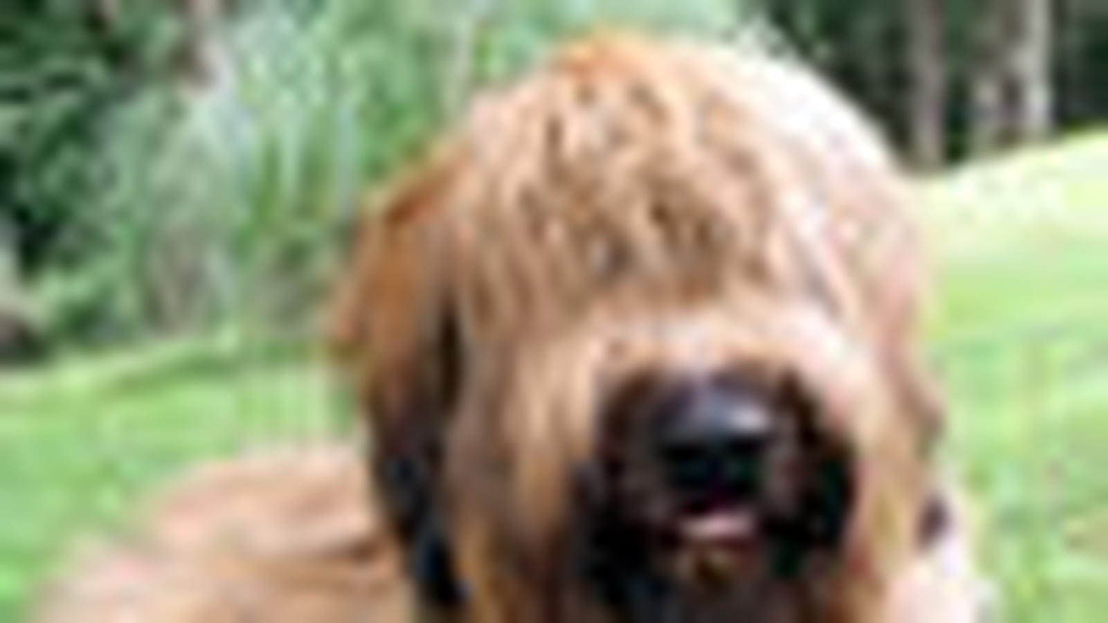 Briard