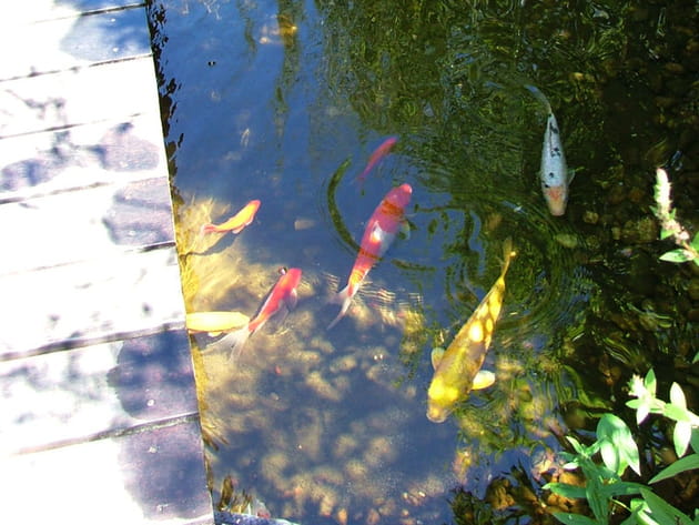 Des poissons heureux et en bonne santé