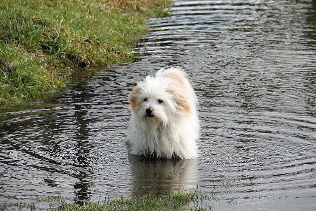 Ulysse, coureur de fond