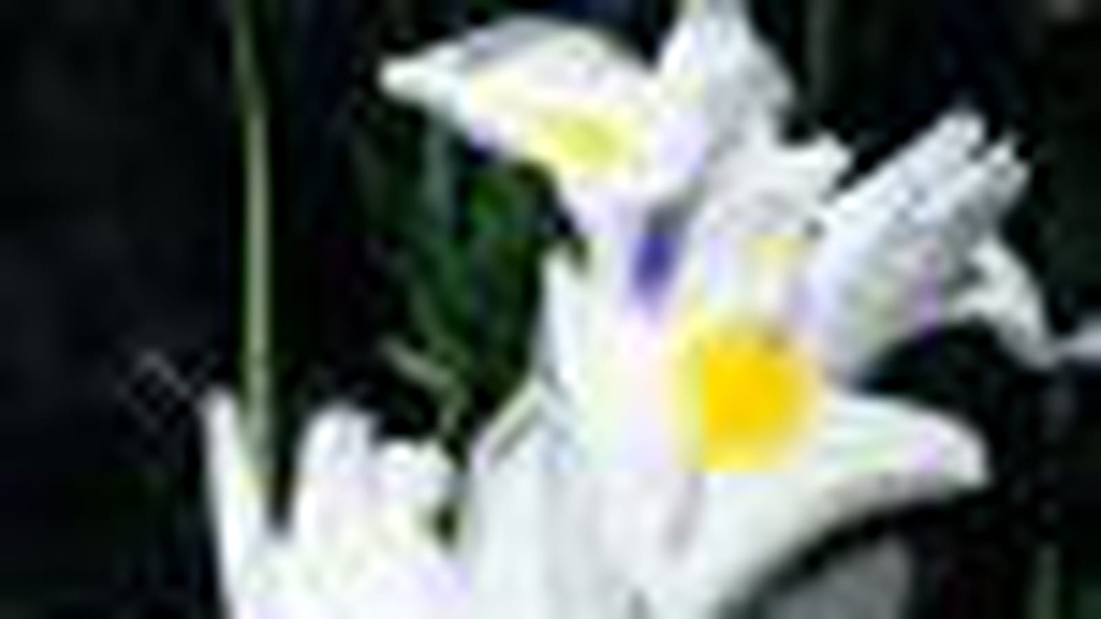 Iris à oignons