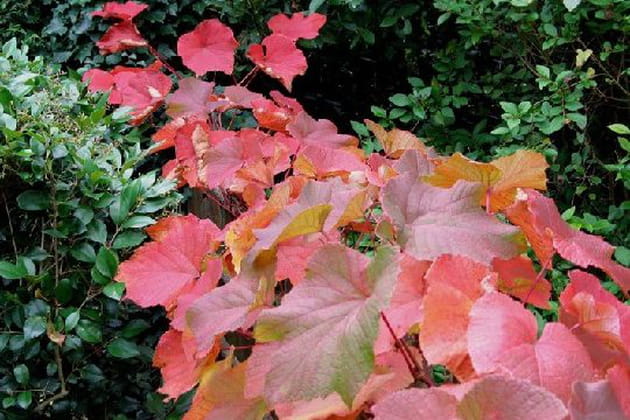 Une vigne rougeoyante