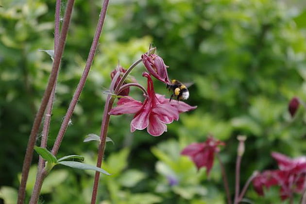 Petite visite &agrave; l'ancolie