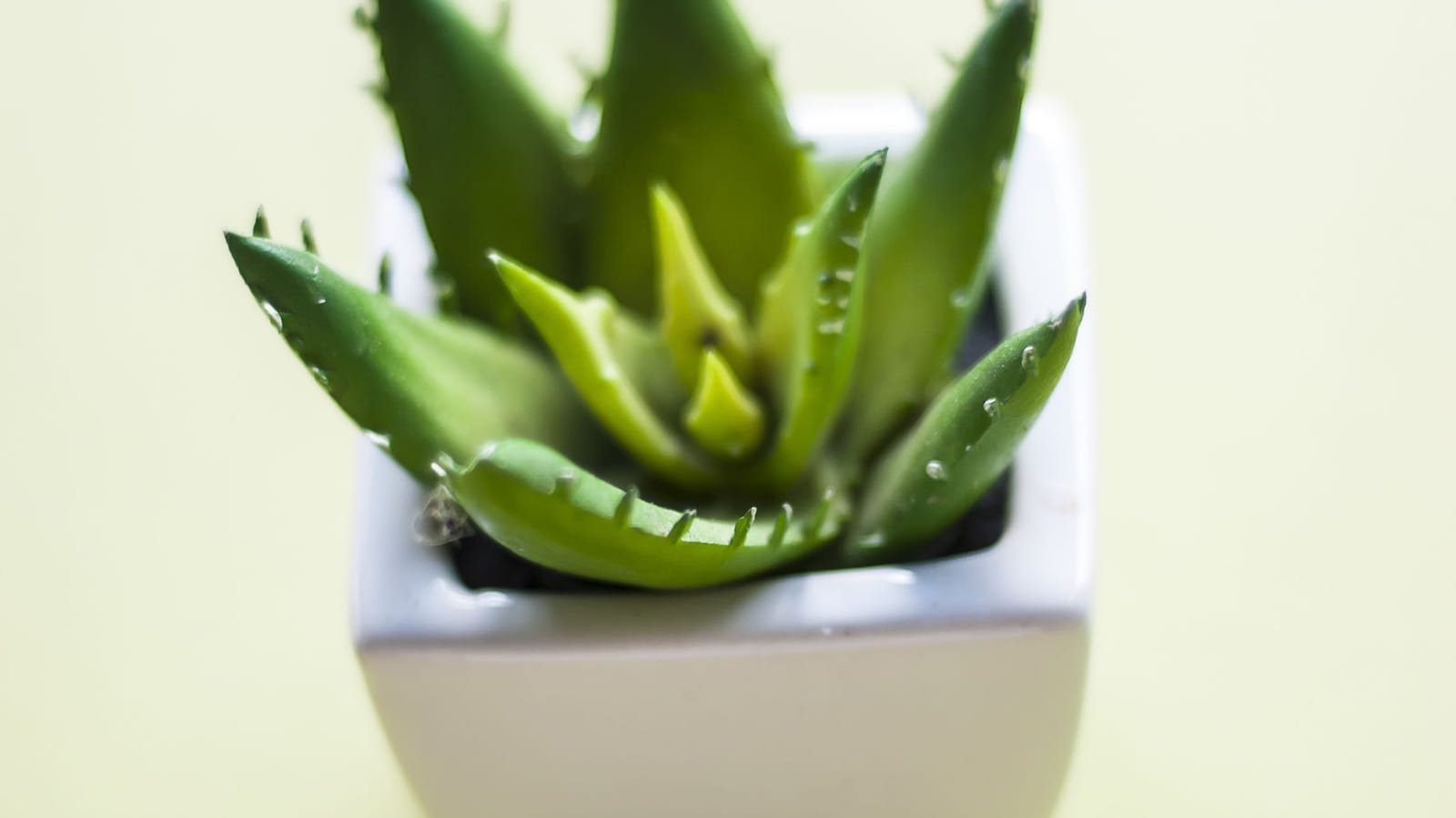 Agave