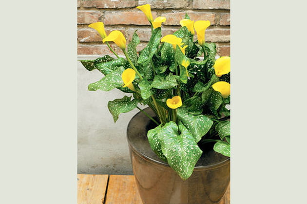 Zantesdeschia elliottiana pour le jaune