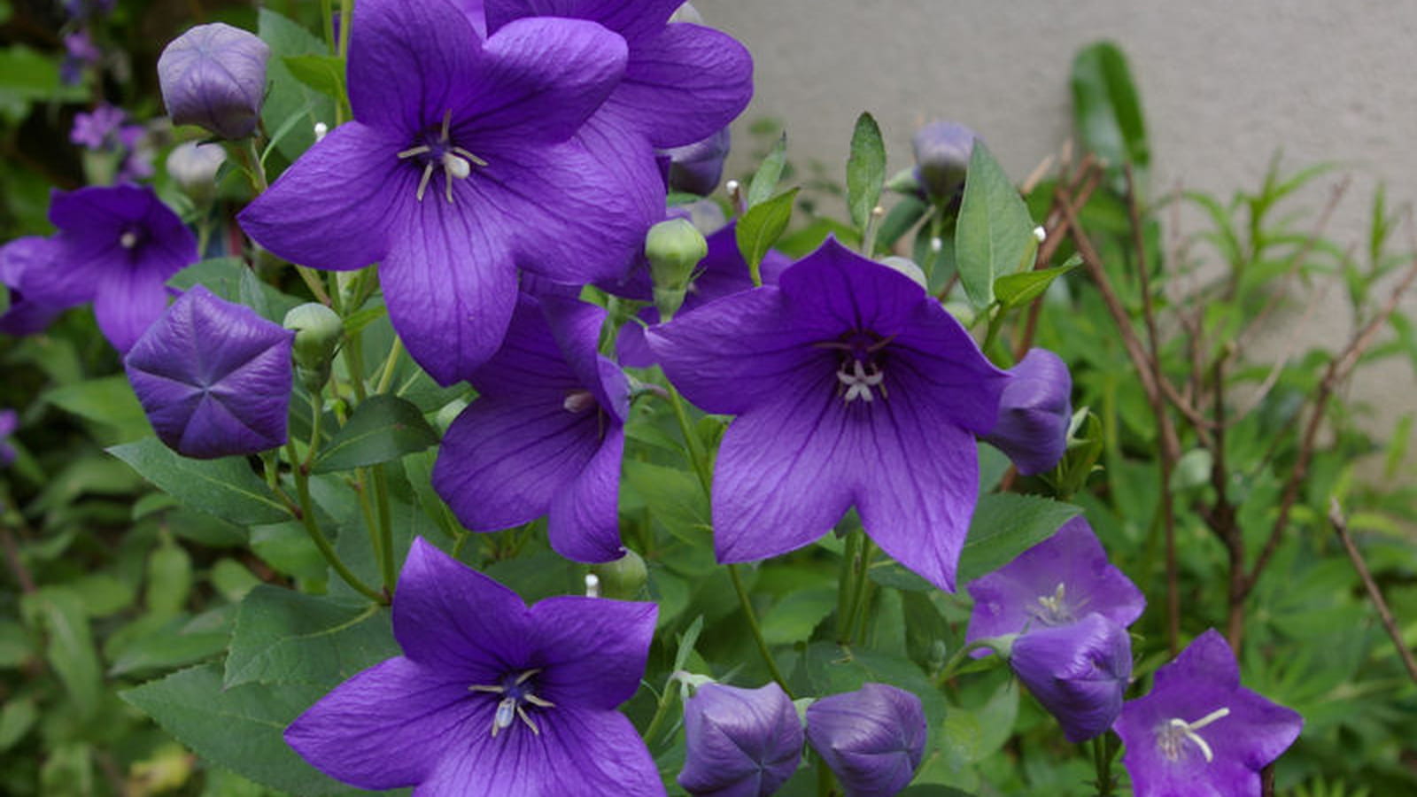 Campanules