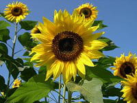 tournesol