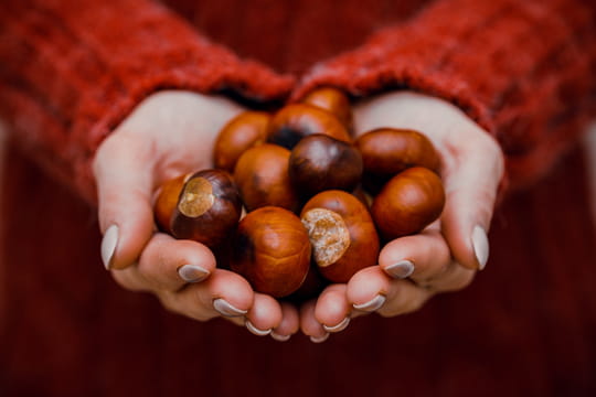 Marron ou châtaigne : différences, lesquels peut-on manger ?