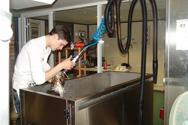 Un Lav Dog &agrave; la disposition de tous