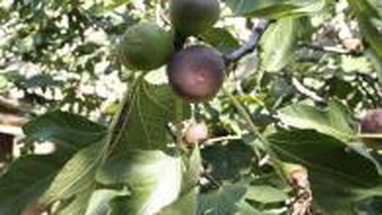Figues