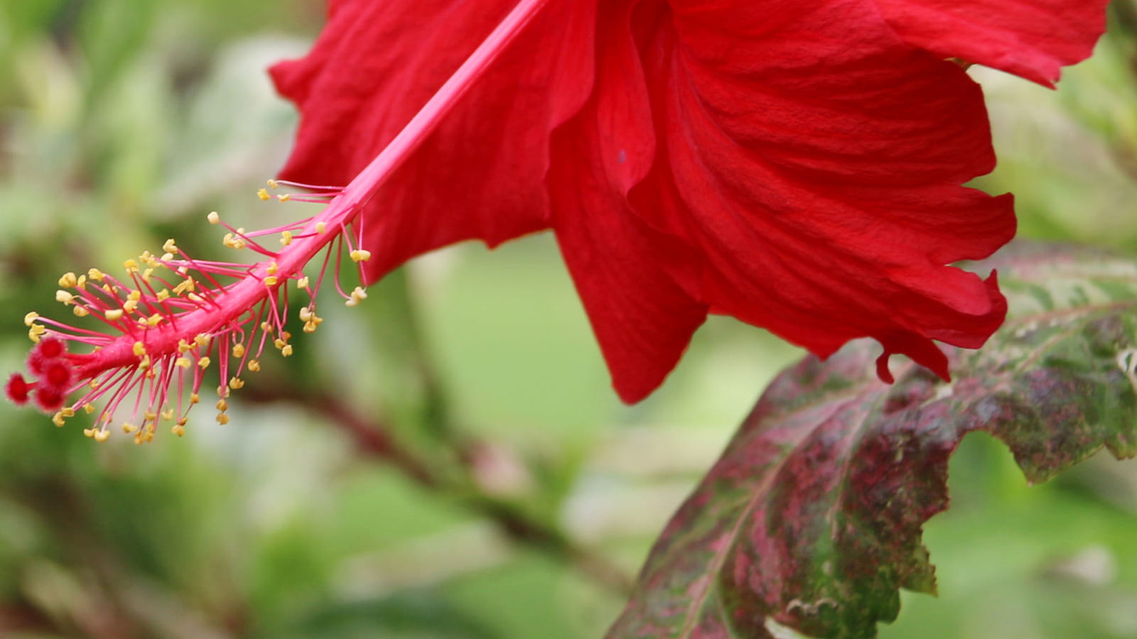Hibiscus