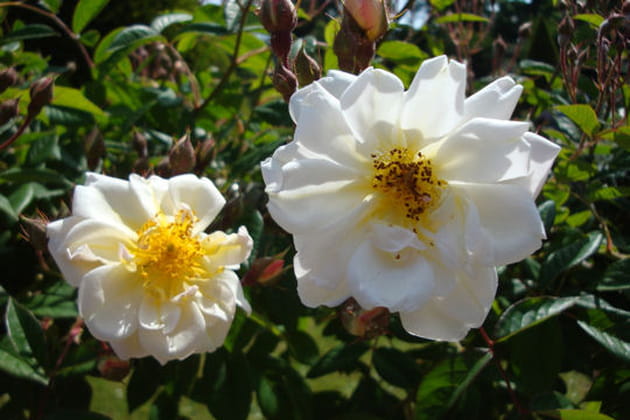 Trouv&eacute;e par chance