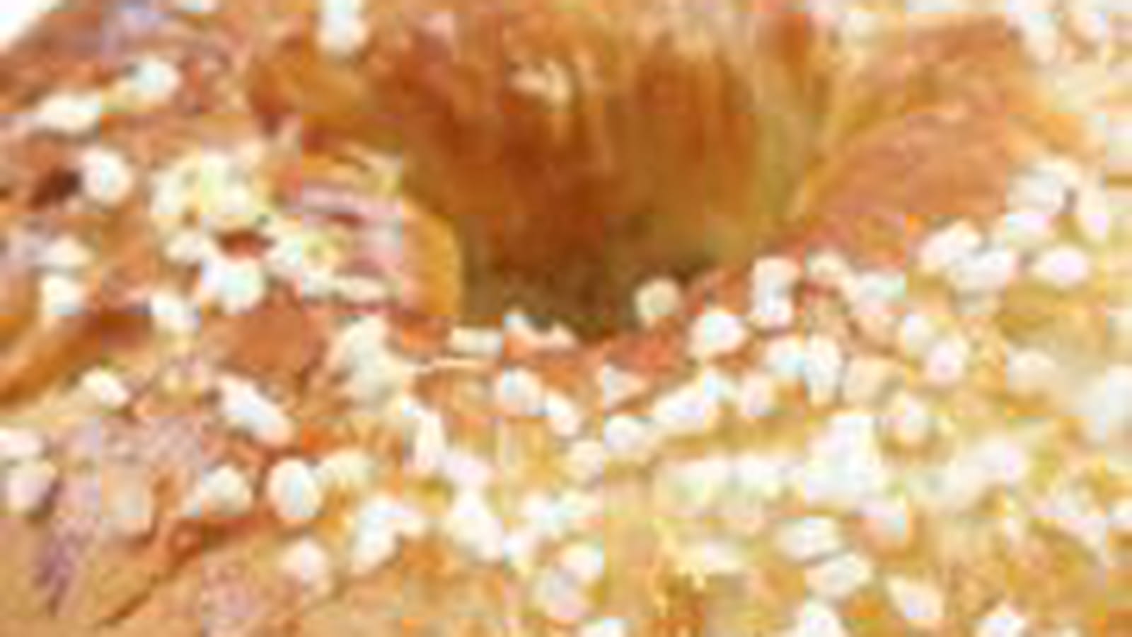 Brioche des rois citronnée