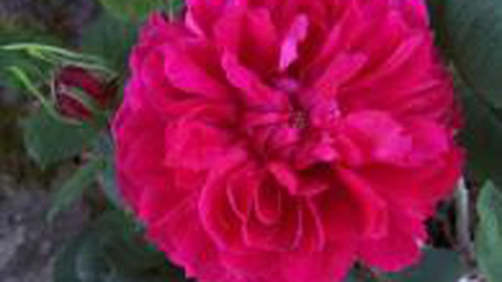 Rose Charles Margottin