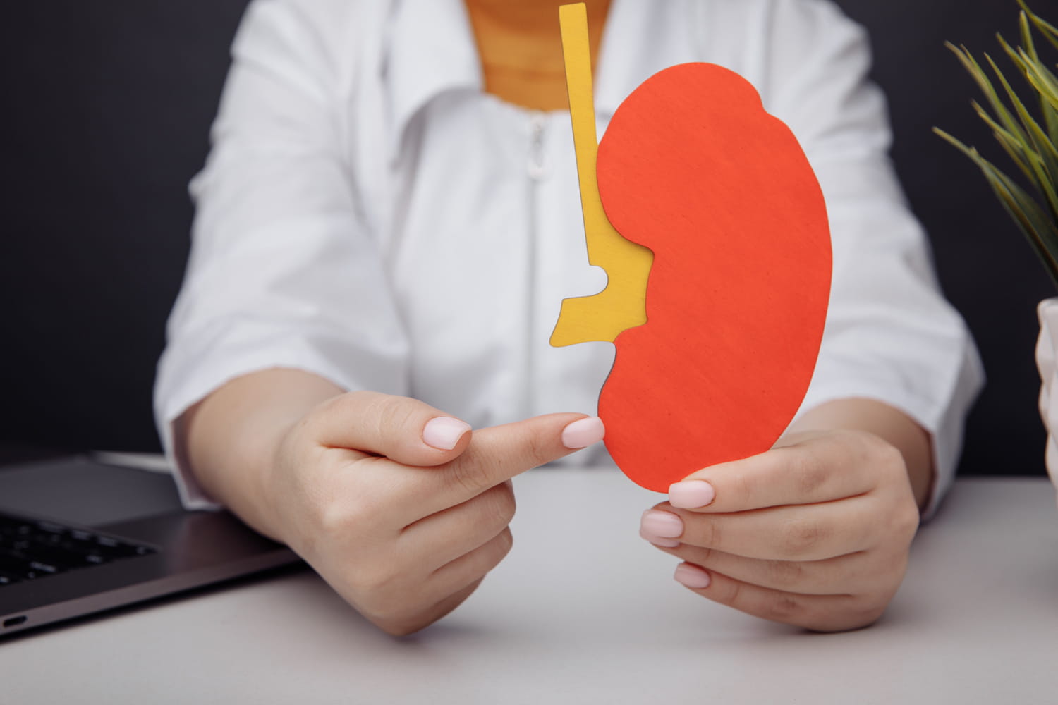 Néphrologue : définition, rôle, indications, salaire