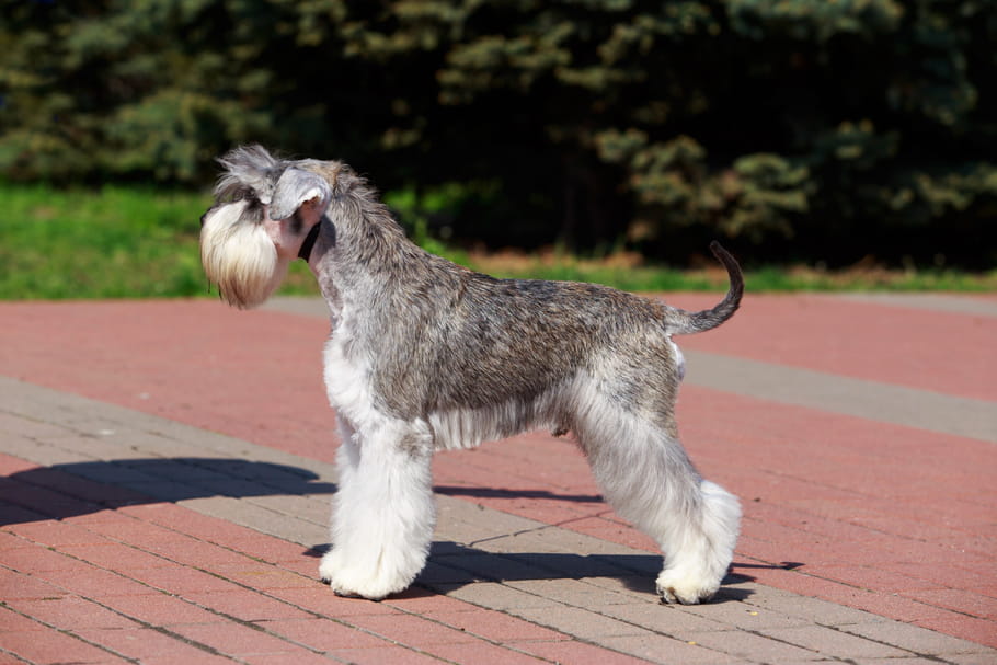 Schnauzer