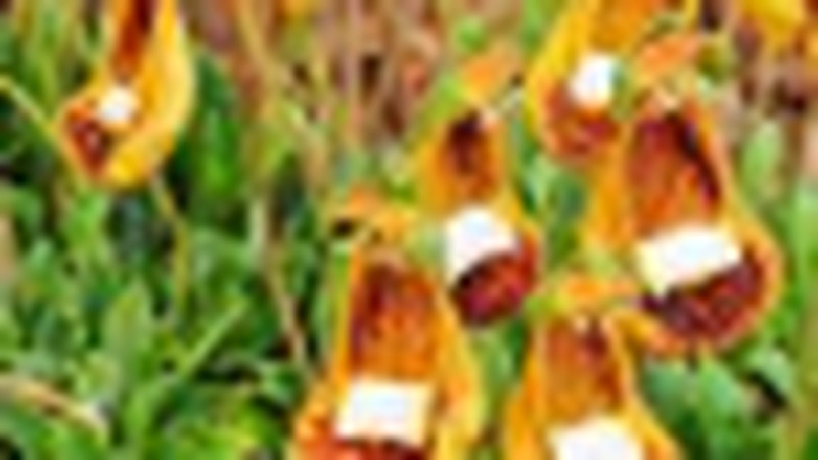 Calceolaria uniflora