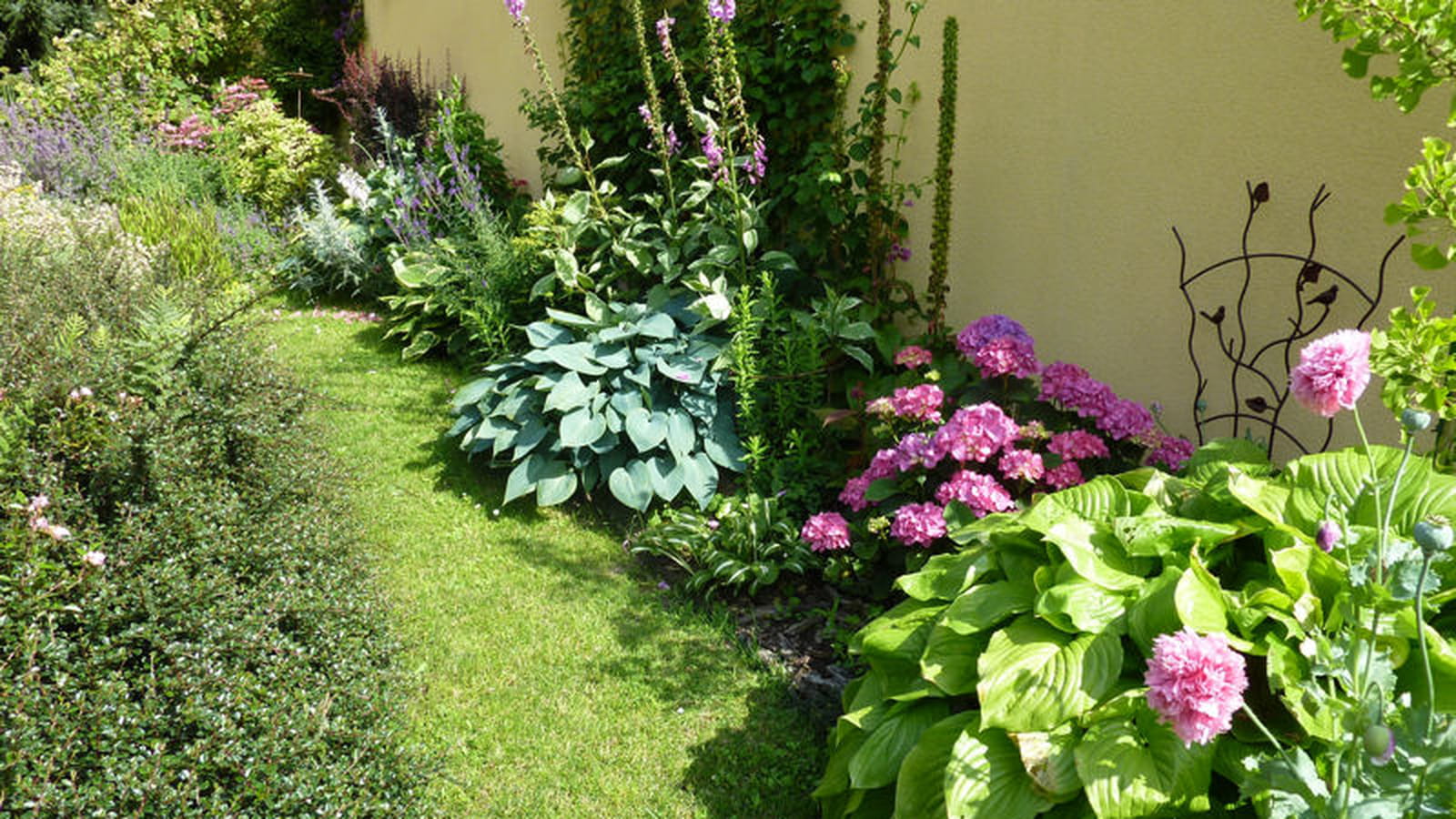 Bordée d'hostas
