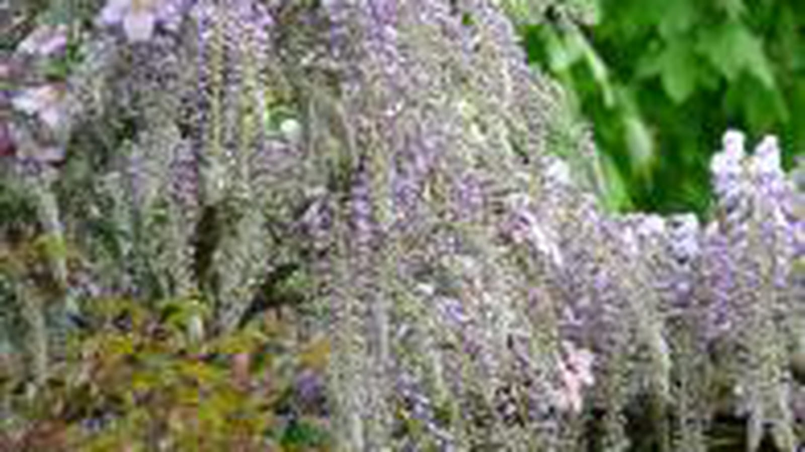 Glycine