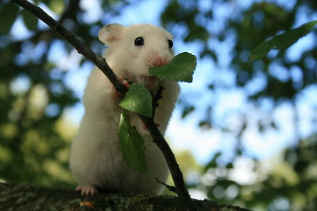Un hamster sur un arbre perch&eacute;