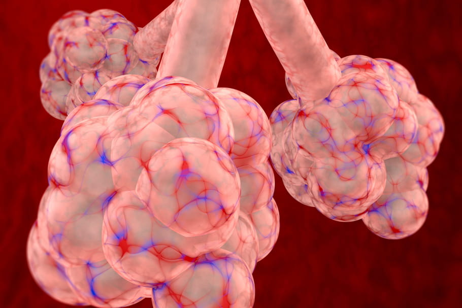 Parenchyme pulmonaire : rôle, schéma, anomalies et maladies