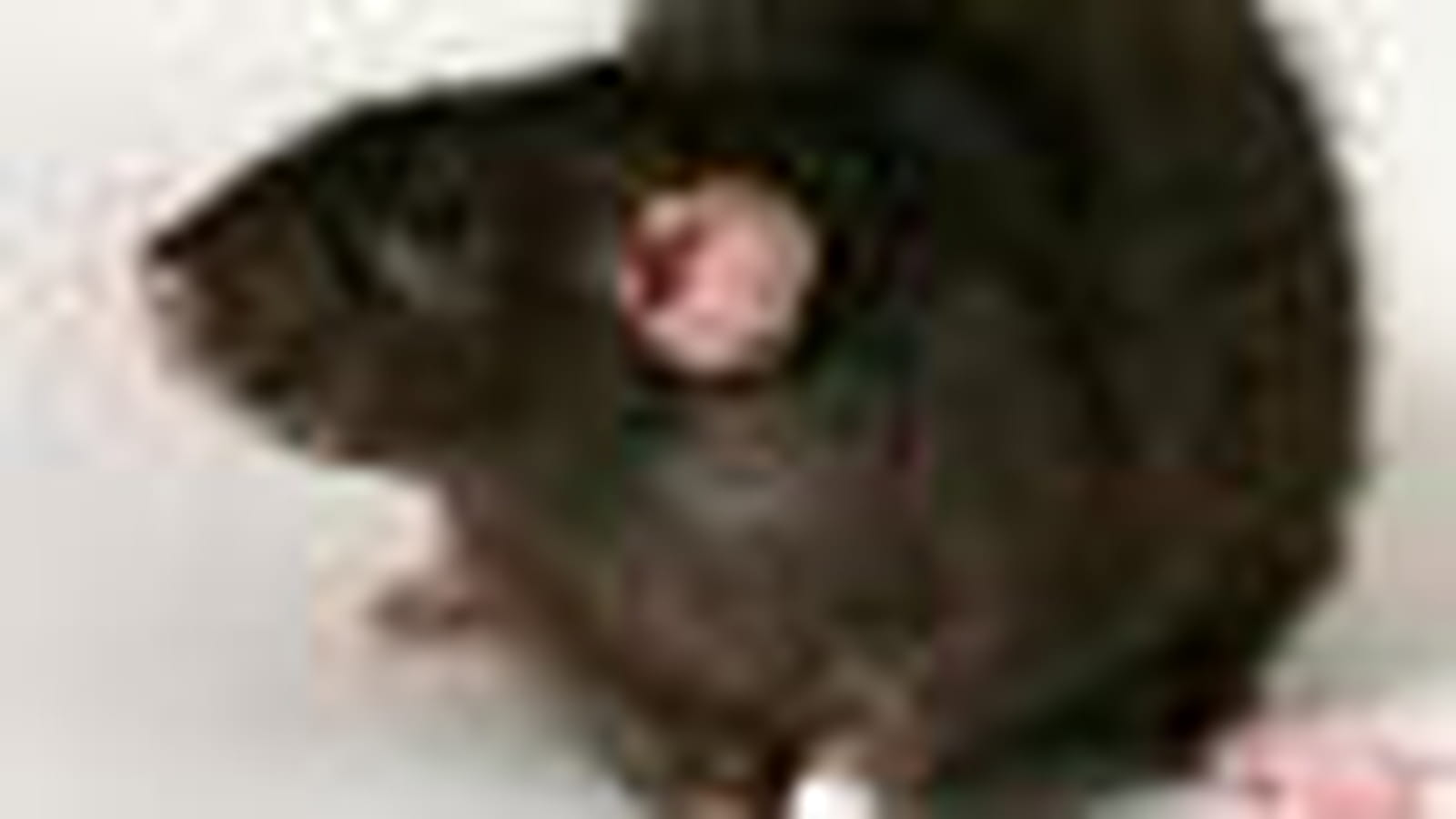 Rat de compagnie