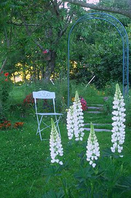 La majest&eacute; des lupins
