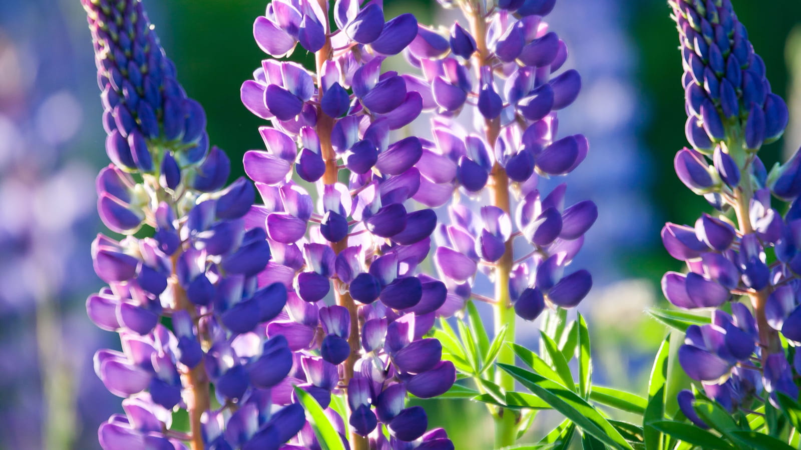 Lupin