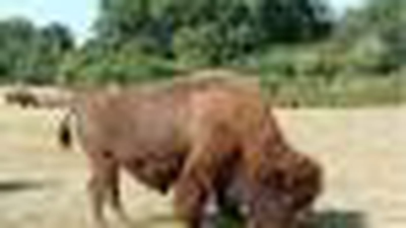 Le bison