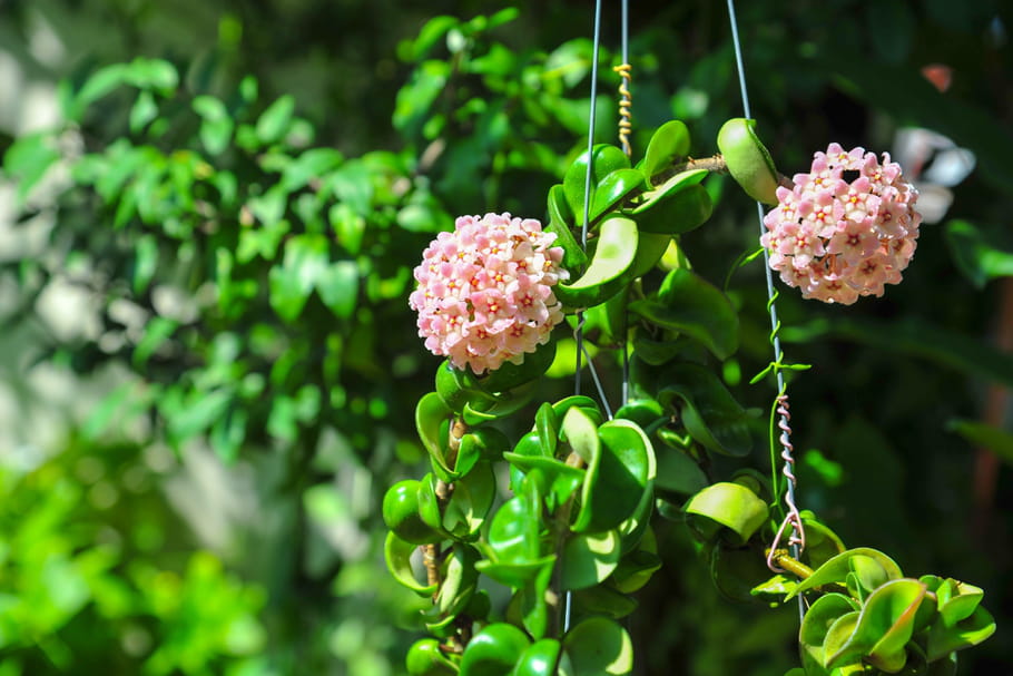 Hoya (Fleur de porcelaine)