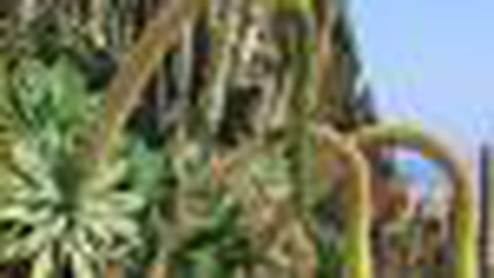 Agave attenuata