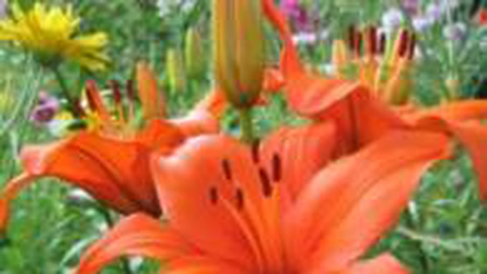 Lys