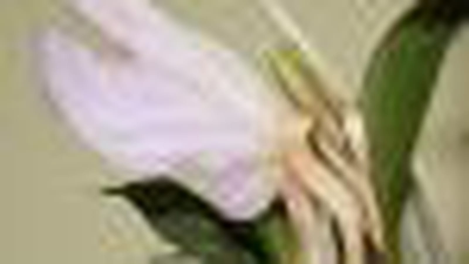 Acanthe