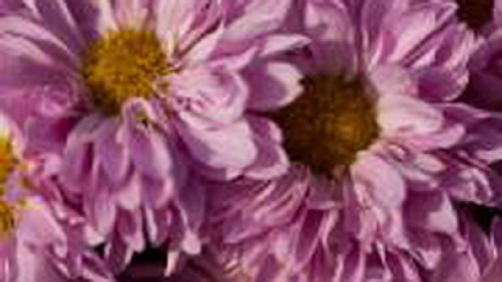 Des chrysanthèmes