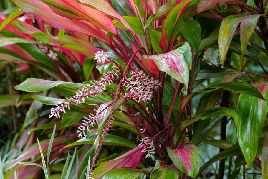 Cordyline