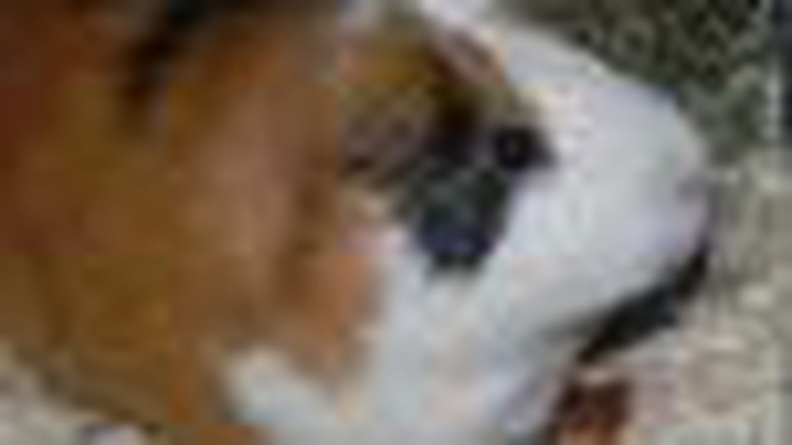 Pompon