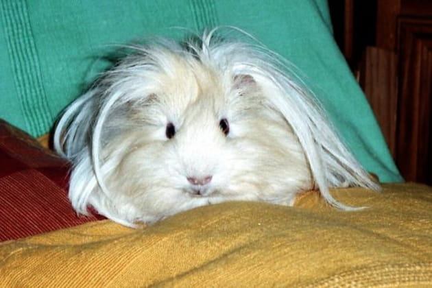 Une sacr&eacute;e coupe de cheveux