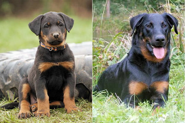 Le Beauceron