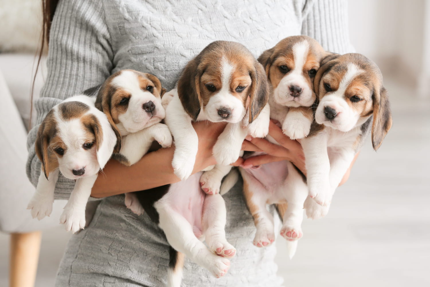 This omnipresent mention on the announcements of puppies to adopt almost always betrays a scam