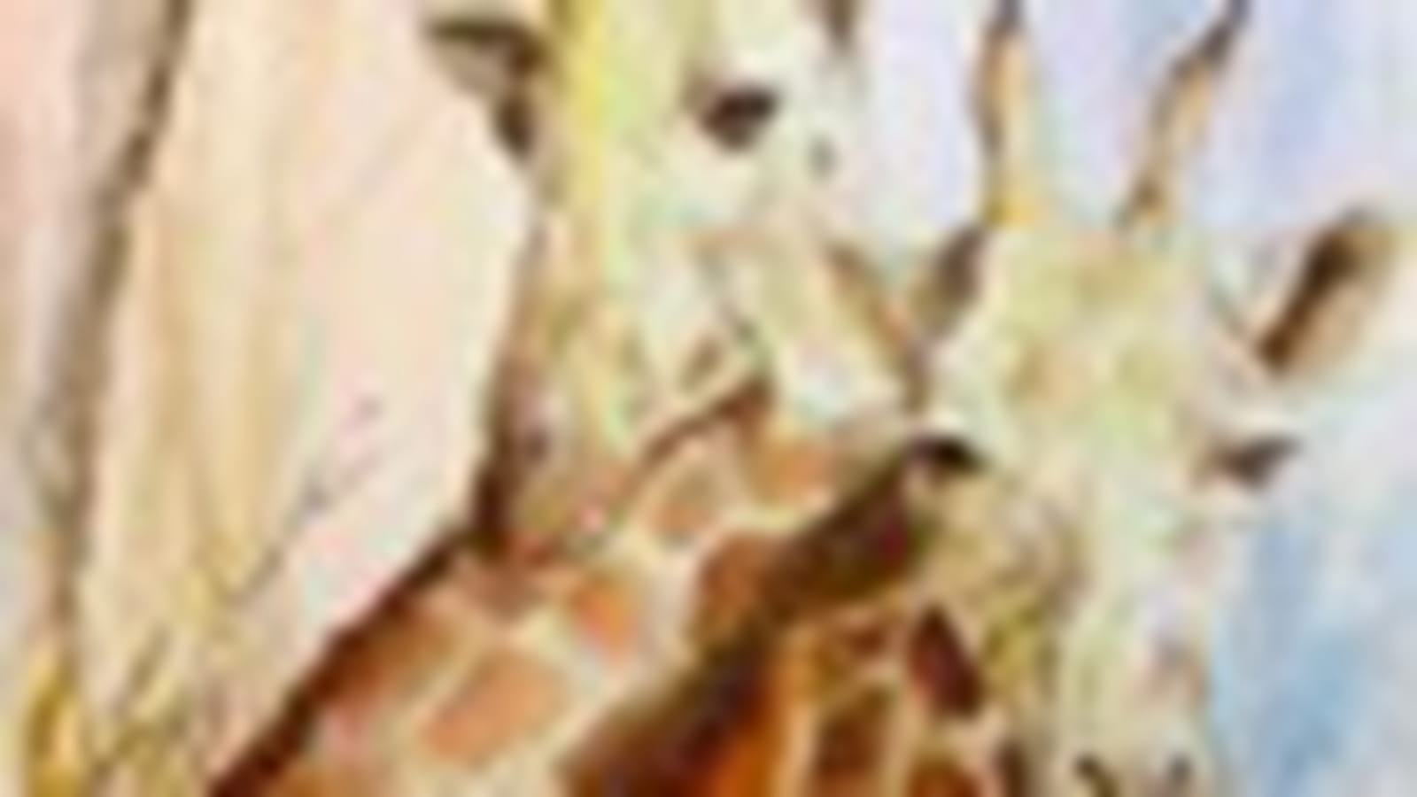 Les girafes