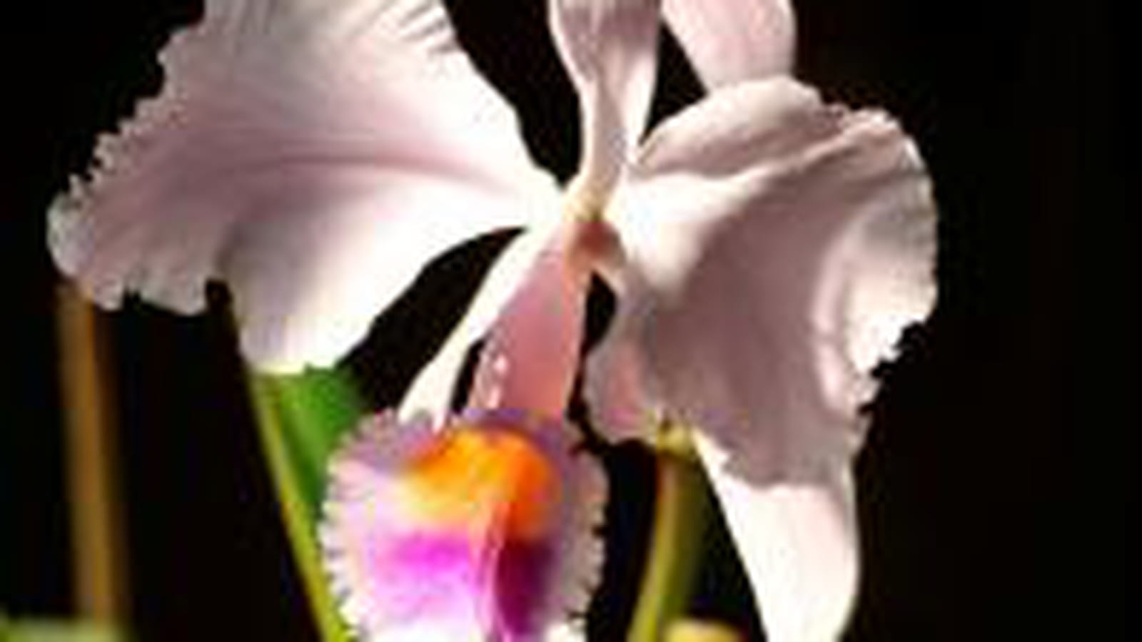 Cattleya trianaei