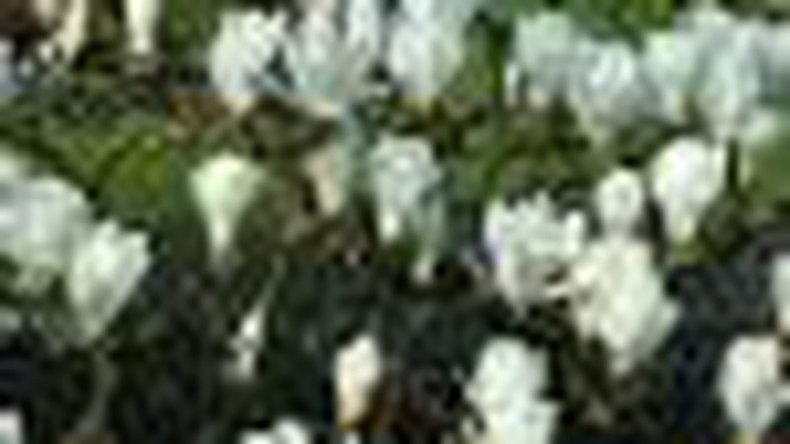 Magnolia denudata