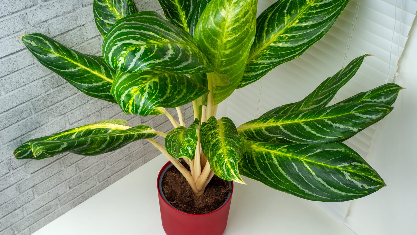 Dieffenbachia