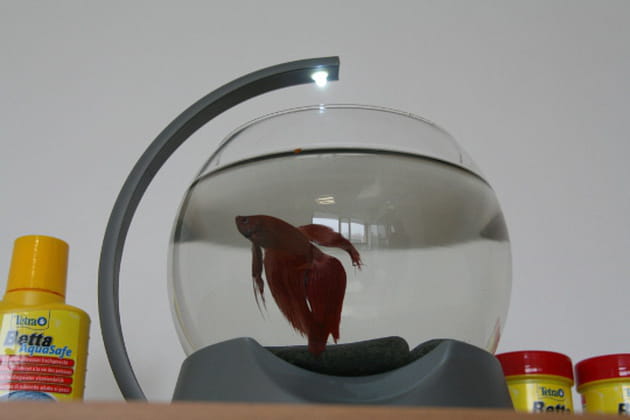 Avoir un aquarium au bureau : le test