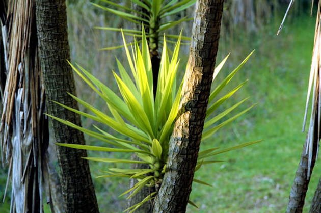 Dans les for&ecirc;ts de Nouvelle-Z&eacute;lande