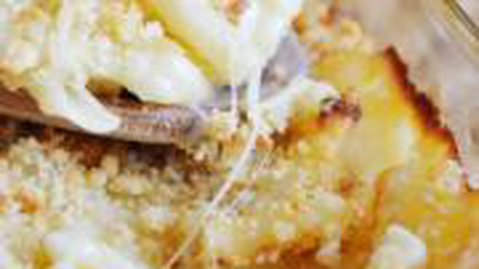 Gratin de macaronis
